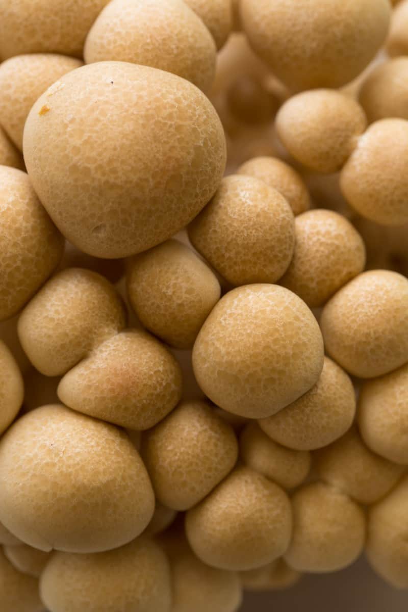 A close up of beech mushroom caps.