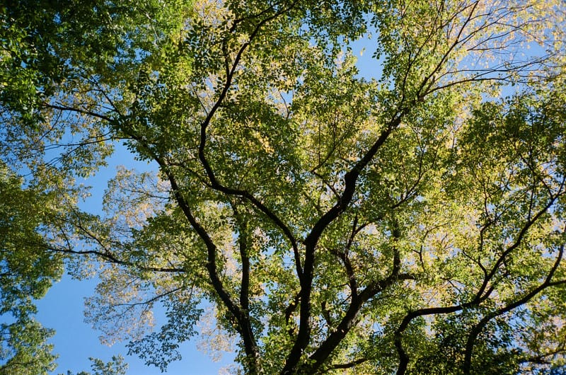 A large tree with a beautiful blue sky.