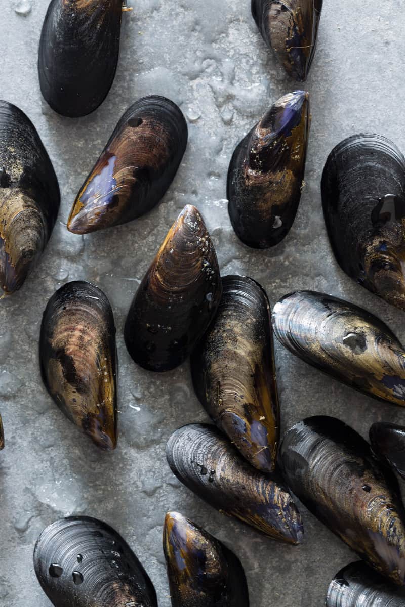 A close up of fresh mussels.