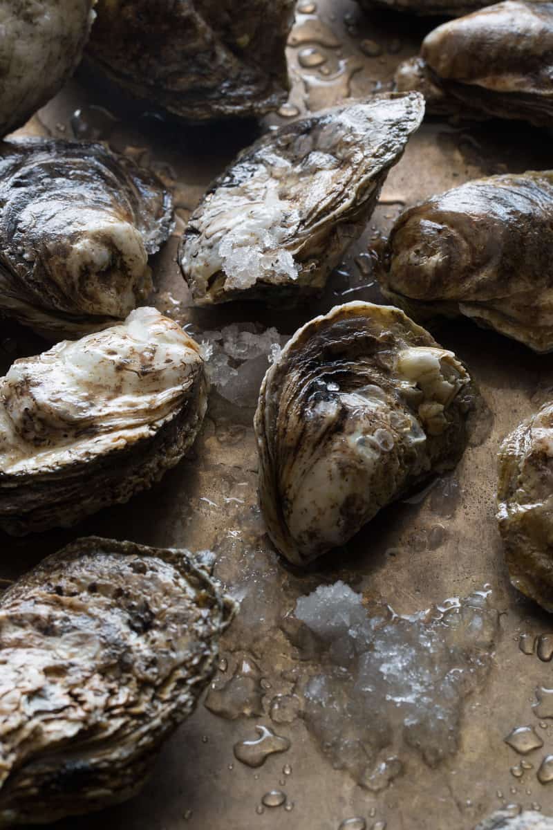 A close up of oysters on melting ice.