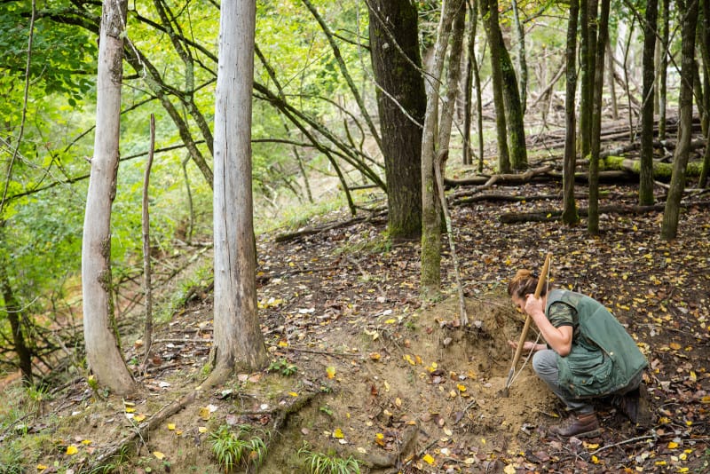 A woman digging and examining dirt, hunting for truffles in a forest.