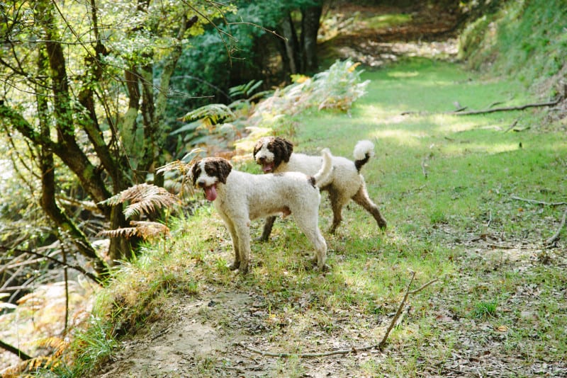 Two dogs side by side hunting for truffles at the edge of a forest.