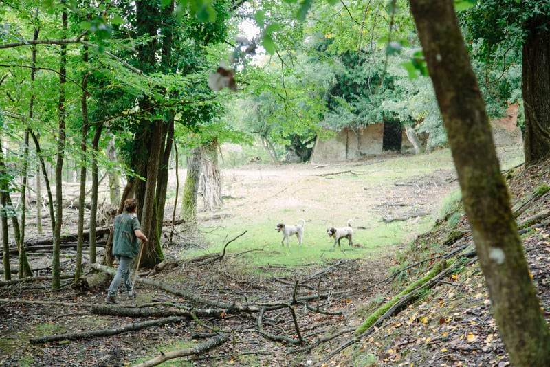 A woman with dogs walking on a path to an opening.