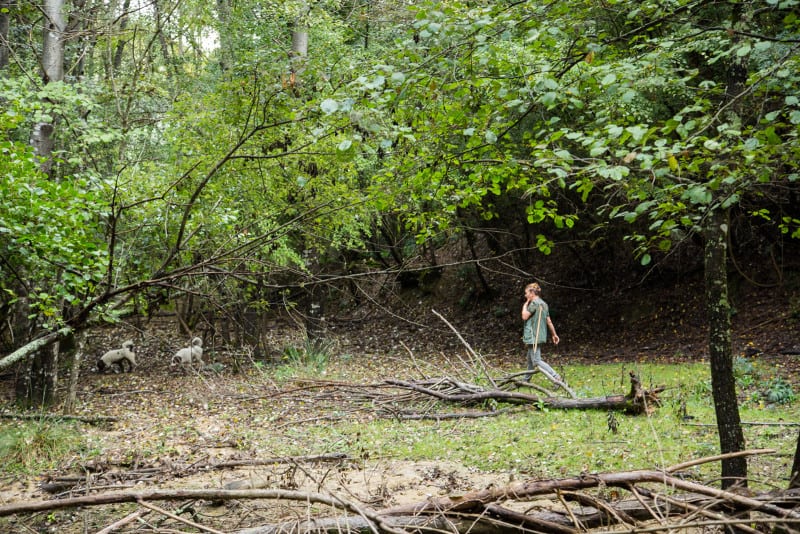 A woman with dogs walking in a forest.