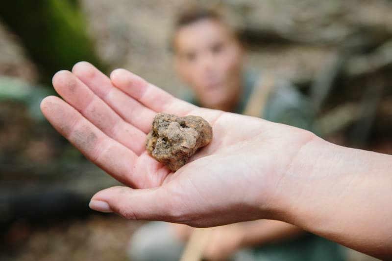 A close up of a freshly dug white truffle in a hand.