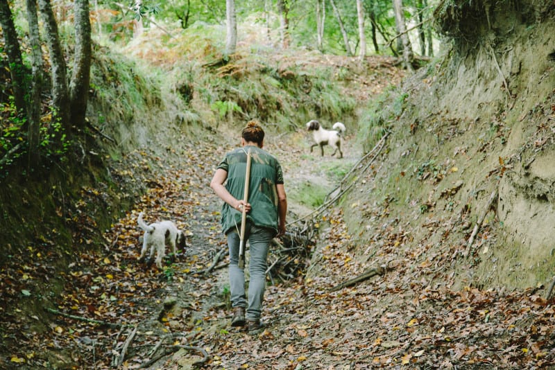 A woman with dogs walking on a path in a forest.