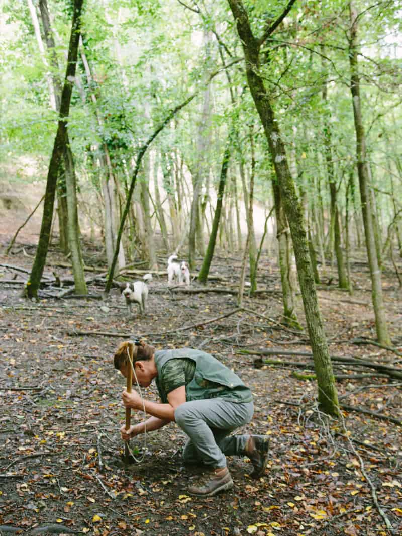 A woman digging for truffles in a forest with dogs.