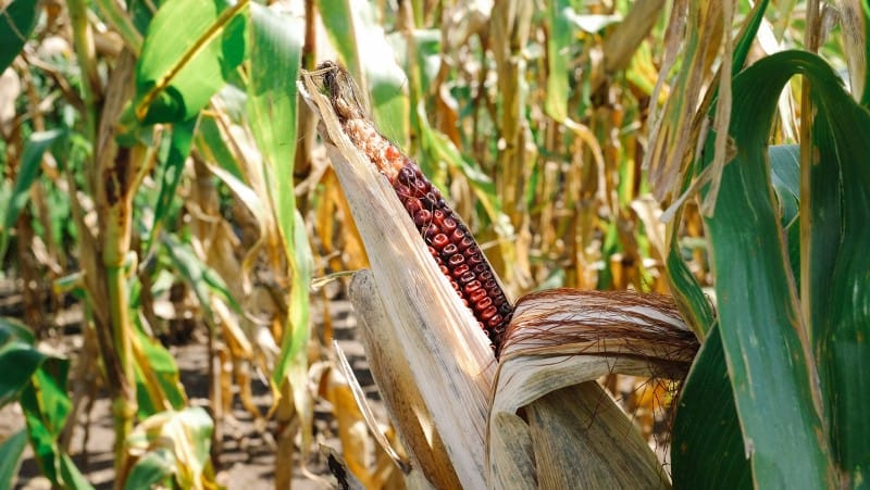 A close up of a partially open corn husk.