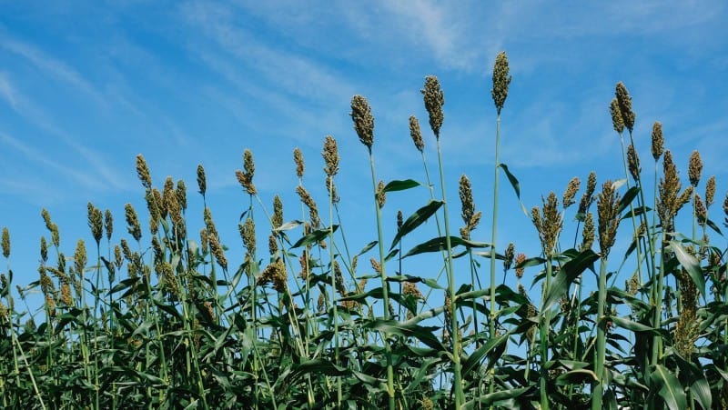 Corn stalks growing in front of blue skies.