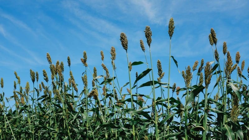 Corn stalks growing in front of blue skies.