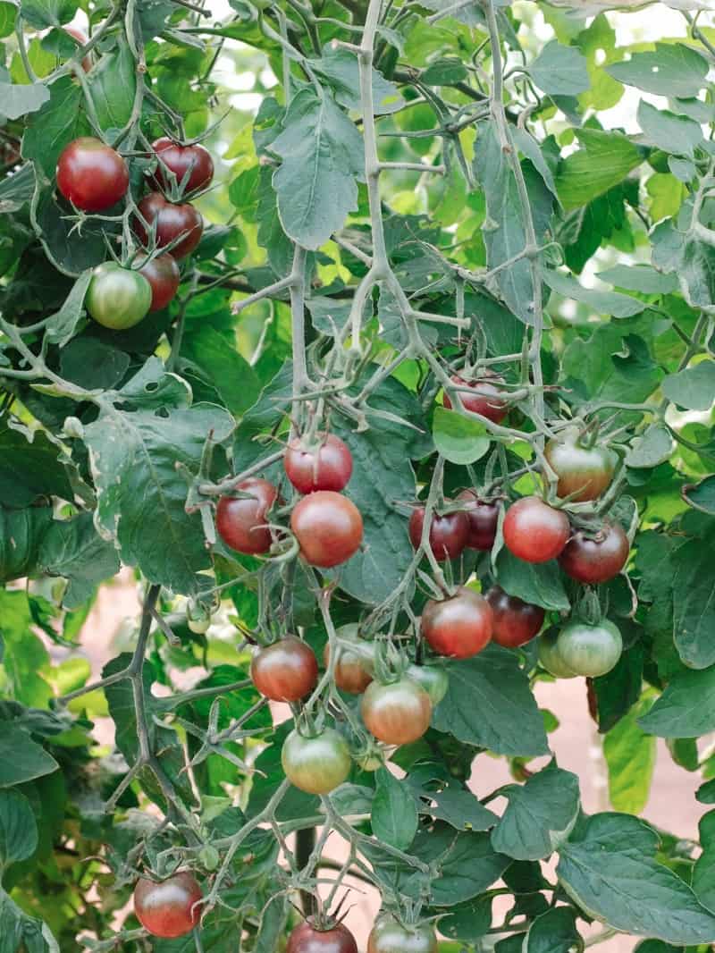 A close up of a fruit hanging from a tree.