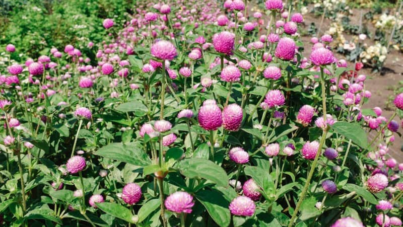 A close up of purple flowers in a garden.