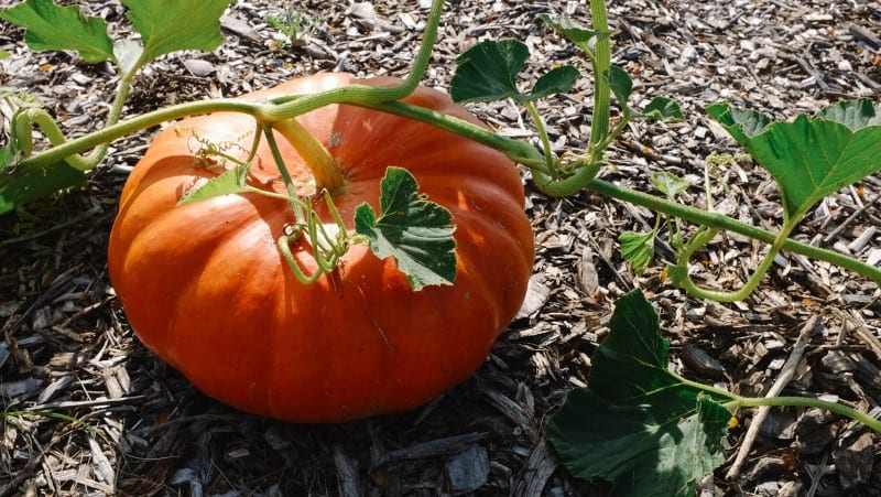 A pumpkin with vines in a garden.