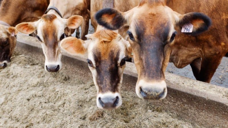 A group of cattle standing on top of a dirt field.