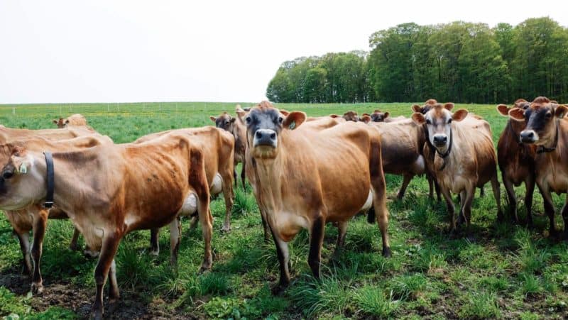 A group of cattle standing on top of a lush green field.