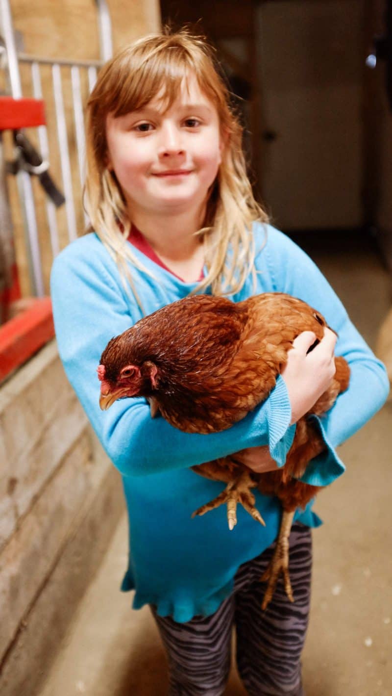 A young girl holding a chicken.