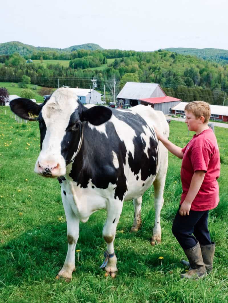 A boy petting a cow standing in the grass.