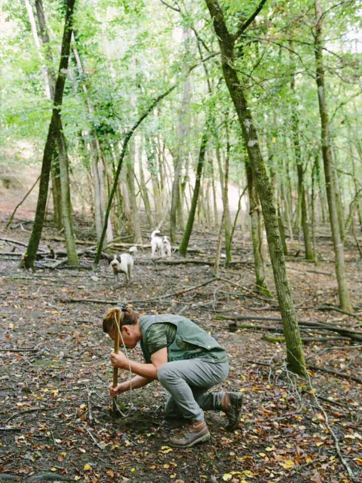 A woman digging for truffles in a forest with dogs.