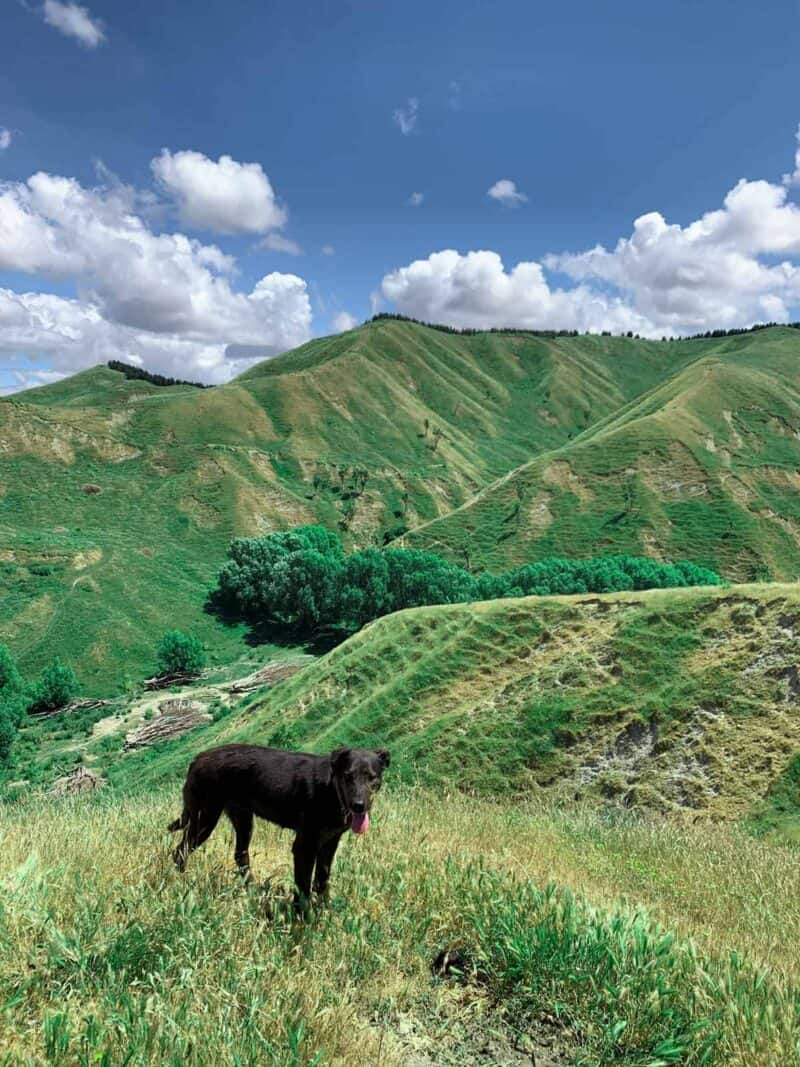 A brown dog standing on top of a lush green hillside.