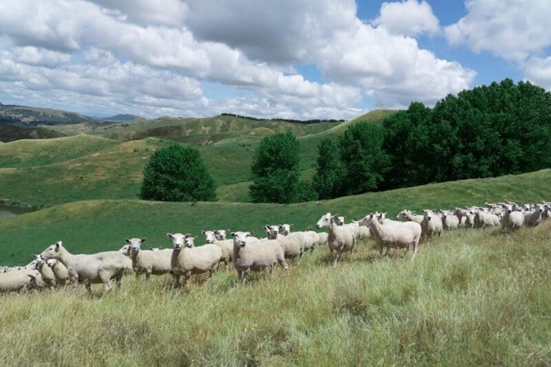 A herd of sheep standing on top of a grass covered field