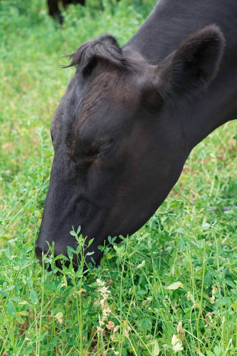 A cow standing on top of a grass covered field.