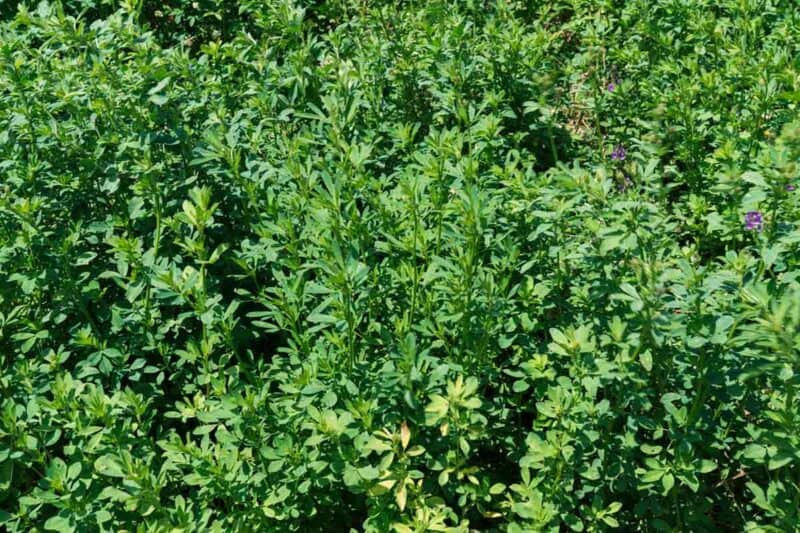 A close up of a lush green forest.