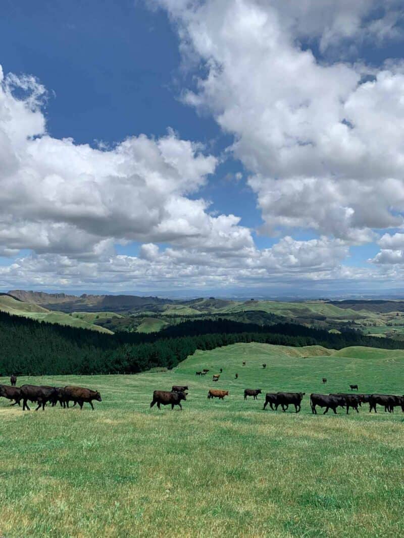 A herd of cattle grazing on a lush green field.