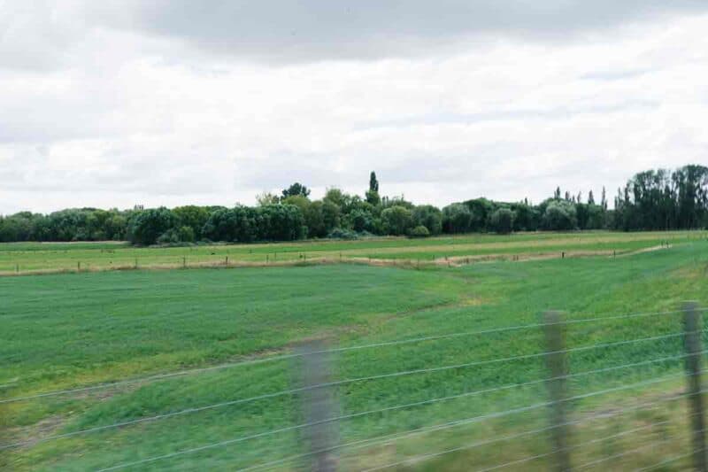 Lush green field.