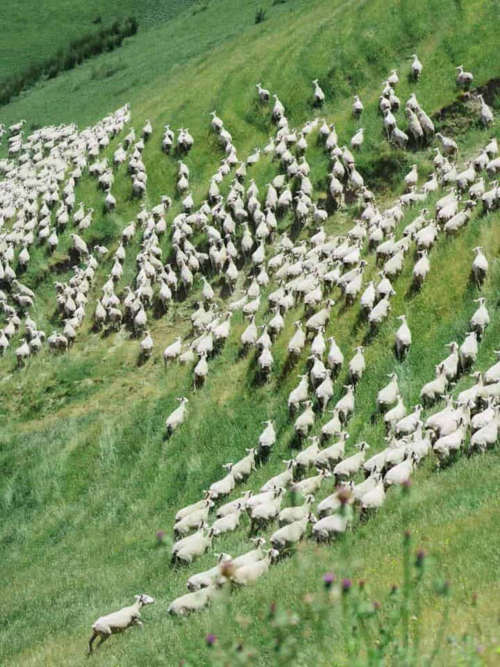 A herd of sheep walking across a lush green field.