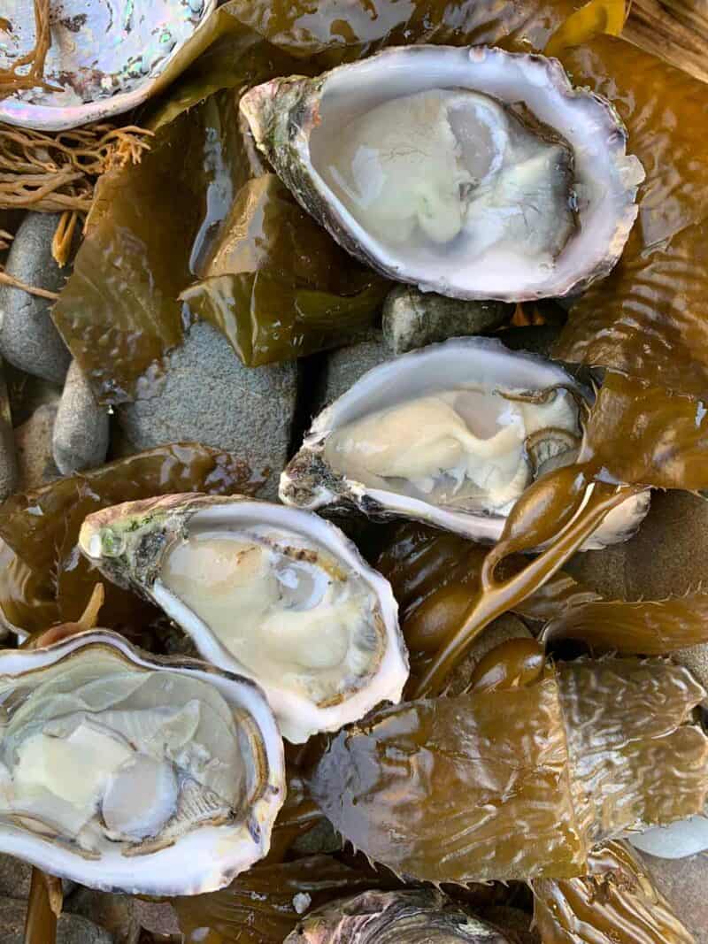 A close up of oysters.