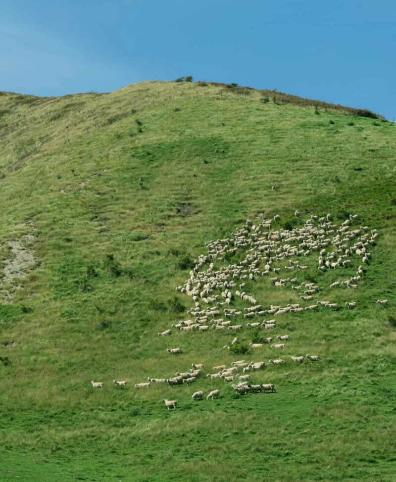 Lamb on a very green hillside in New Zealand. 