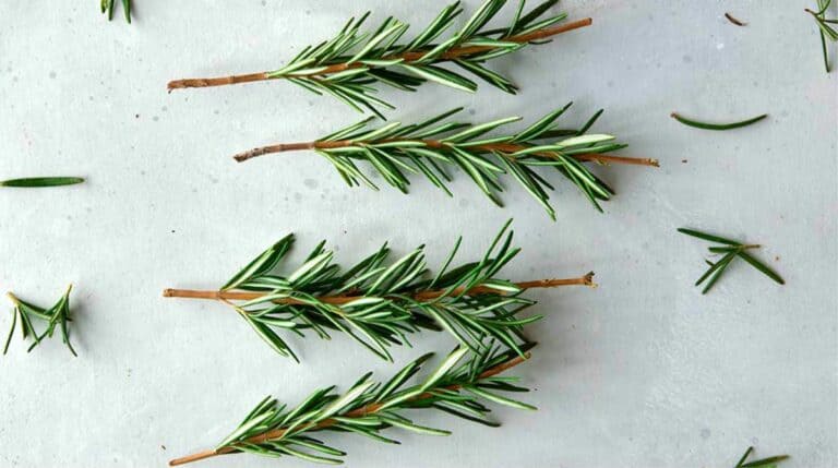 Rosemary sprigs with ends trimmed and leaves removed.