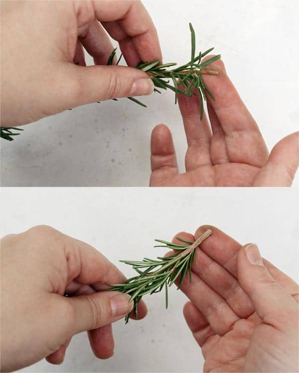 Peeling of rosemary leaves on either side of the stems. 