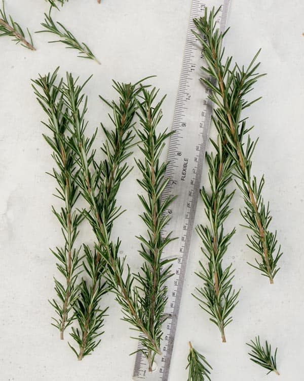 Measuring rosemary sprigs with a ruler. 